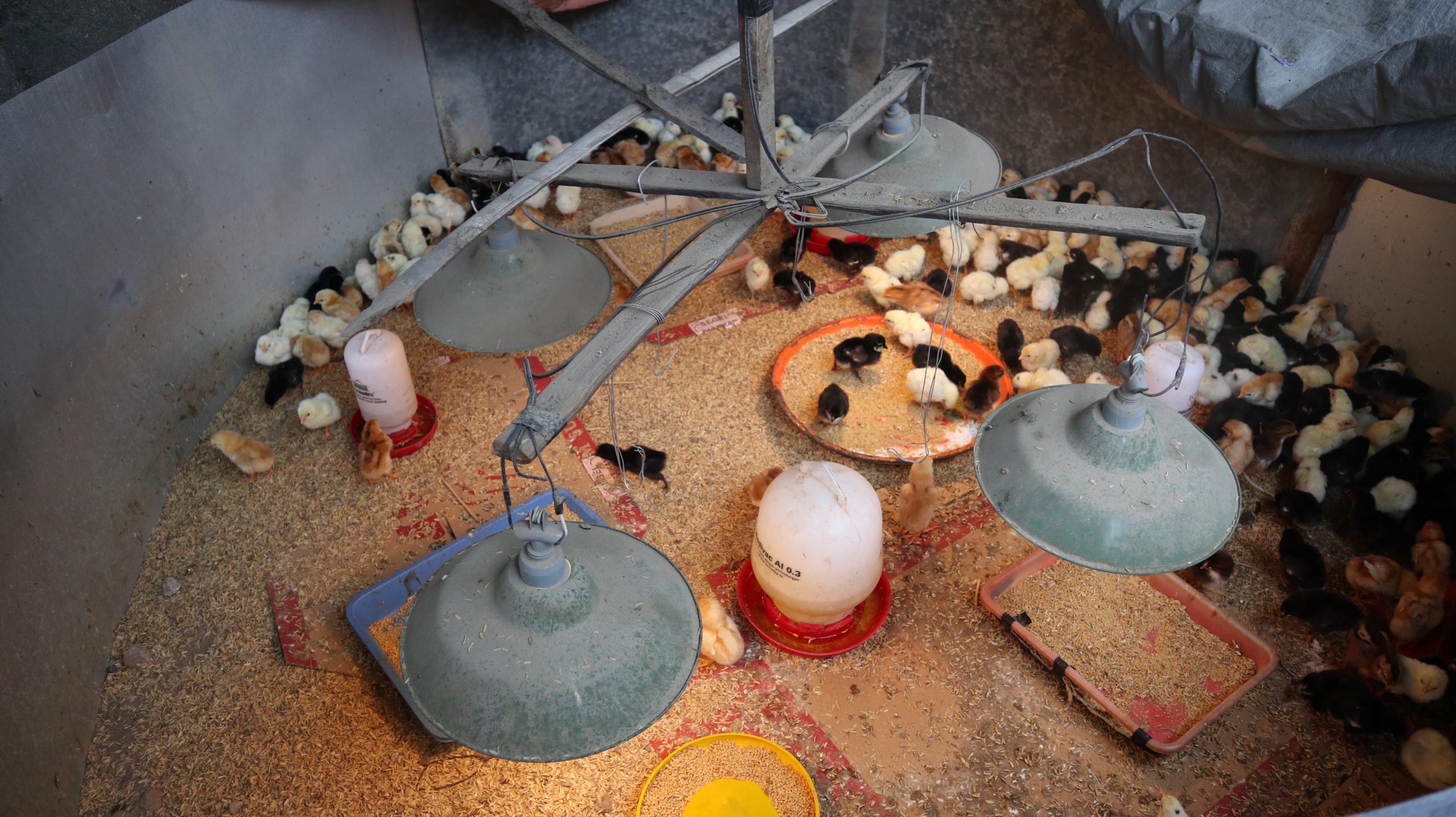 PEMANAS BROODING YANG IDEAL UNTUK AYAM JOPER | Sumber Rejeki Farm