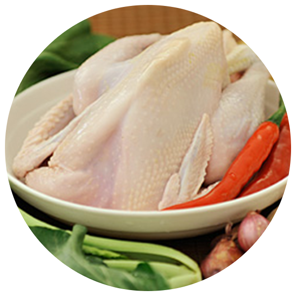 Village Chicken Sumber Rejeki Farm