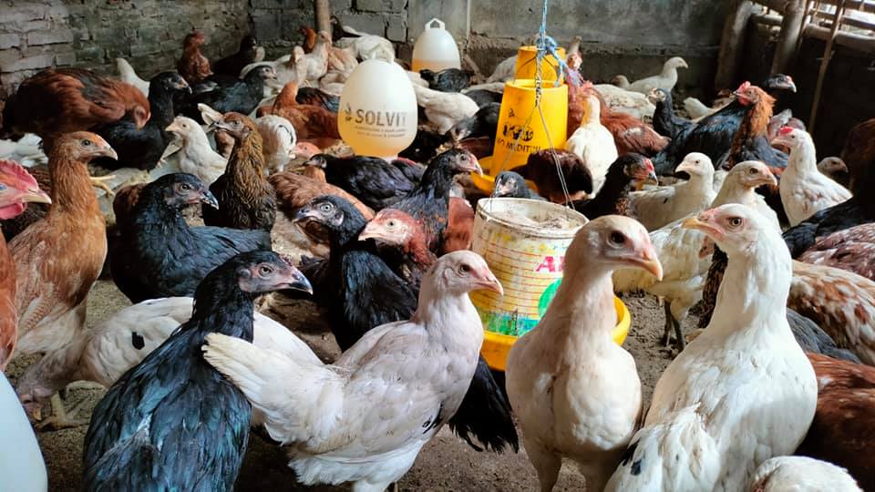 Pakan Sumber Mineral yang Cocok untuk Ayam Kampung !!