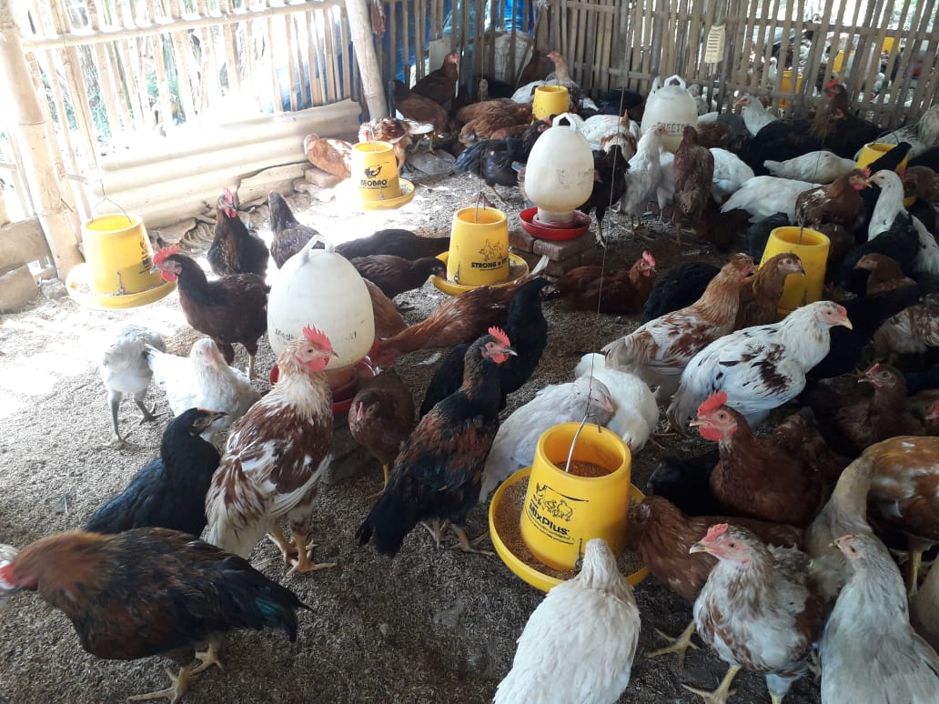 Keuntungan Ternak Ayam Joper 100 ekor berapa ? - Sumber Rejeki Farm | Sumber Rejeki Farm